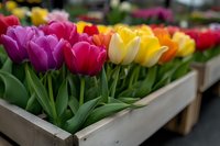 Vibrant spring tulips in wooden box display featuring pink, yellow and red blooms with fresh green stems, selective focus creates dreamy garden atmosphere.