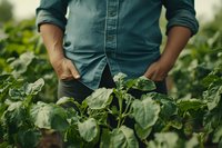 Young farmer in denim shirt examining green vegetable plants in organic garden, sustainable agriculture and local food production concept.