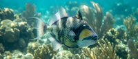 Triggerfish swimming among coral reef formations in shallow tropical waters, suitable for marine life, aquarium, and ocean conservation content.