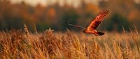 Red hawk hunting over golden wheat field at sunset, capturing wildlife predator in natural habitat for nature and outdoor content.