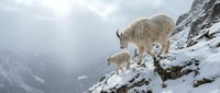 Mountain goat with kid navigating snowy rocky terrain in winter wilderness landscape with misty peaks and falling snow creating serene alpine atmosphere.