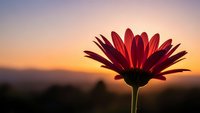 Red daisy flower silhouetted against warm sunset sky with soft bokeh background creating peaceful nature scene for wellness and meditation content.
