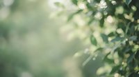Soft blurred green foliage background with natural bokeh light effects creating peaceful organic texture for wellness and nature design projects.