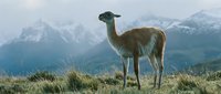 Wild llama standing on mountain plateau with snow-capped peaks in background. Majestic Andean landscape with alpine wildlife in natural habitat.