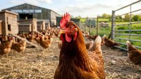 Free-range brown hen with red comb in foreground of organic poultry farm with chicken coop and flock in rural countryside setting for sustainable agriculture.
