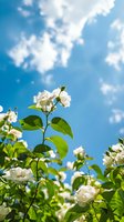 White roses blooming against vibrant blue summer sky with fluffy clouds. Fresh green leaves frame delicate flower petals in natural garden setting.