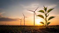 Young green plant growing in soil with wind turbines at sunset representing renewable energy and environmental sustainability.