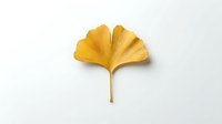 Golden yellow ginkgo leaf isolated on white background for autumn seasonal design projects and natural botanical decorations.