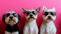 Three stylish dogs wearing sunglasses posing together against bright pink background, including Chihuahua and terriers, showing personality and humor in pet portrait.