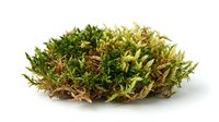 Moss clump with green and brown tones isolated on white background, suitable for nature designs, botanical illustrations, and environmental graphics.