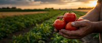 Fresh ripe tomatoes in farmer hands at sunset over agricultural field. Organic farming, harvest season, healthy food production concept.