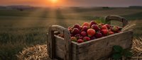 Fresh red apples in rustic wooden crate during golden hour harvest time in countryside orchard field with warm sunset light creating agricultural scene.