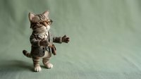 Adorable tabby kitten standing upright on hind legs with front paws extended in playful pose against soft green background for pet and animal content.