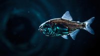 Deep sea fish with bioluminescent features swimming in dark ocean waters. Marine life specimen with glowing scales and fins for scientific research.