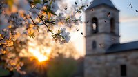 Spring cherry blossoms frame sunset view of church bell tower, with soft bokeh effect and golden sunburst through delicate white petals and flying birds.