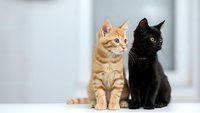 Two adorable kittens sitting together, orange tabby and black cat companions on white surface against blurred background for pet adoption campaigns.