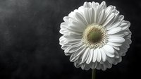 White gerbera daisy flower macro photography against dark background. Dramatic lighting highlights delicate petals and detailed center, creating moody artistic composition.
