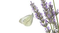 Cabbage white butterfly pollinating purple lavender flowers against white background, isolated for design use.