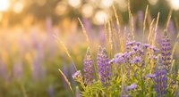 Purple wildflowers and tall grass illuminated by warm golden sunlight creating dreamy bokeh background for nature photography and seasonal content.