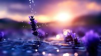 Lavender flower in water with droplets against purple sunset sky, creating tranquil nature scene with bokeh light effects.