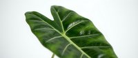 Closeup of lush green tropical leaf with prominent veins against white background, suitable for botanical designs, wellness content, and nature-themed projects.