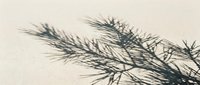 Dried grass and plant stems casting shadows on sandy beige surface, suitable for natural texture backgrounds, botanical design elements, and minimalist aesthetic projects.