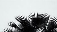 Black palm tree leaves silhouette against light gray sky creating tropical minimalist composition for modern design projects and nature themes.