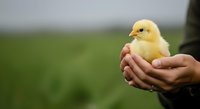 Young yellow chick held in human hands against blurred green field background, symbolizing new life, growth, and agricultural care for poultry farming and animal husbandry.