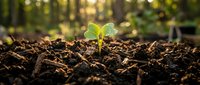 Young green seedling emerging from rich dark soil with warm sunlight creating beautiful bokeh background. New life growth concept for agriculture and gardening.