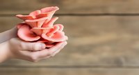 Caucasian woman's hands holding delicate coral pink flower petals, suitable for wellness, beauty, skincare, spa, and cosmetics marketing materials.