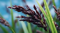 Dark purple ornamental grass seed heads with water droplets against bright green blades and blue bokeh background, macro nature photography.