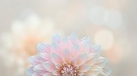 Soft pastel dahlia flower with delicate pink and white petals against dreamy bokeh background for wedding invitations and romantic designs.