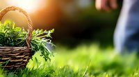 Fresh green herbs in woven wicker basket against blurred garden background with warm sunlight. Natural organic harvest concept for culinary and wellness.