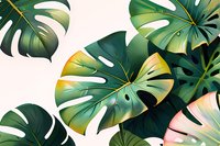 Vibrant tropical monstera deliciosa leaves creating dynamic composition on white background. Perfect for modern botanical prints, summer designs and nature-inspired decor.