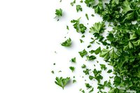 Fresh green parsley leaves scattered on white background, organic herbs pattern with copy space. Isolated culinary ingredient for food design.