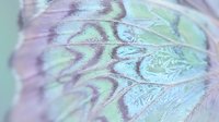 Macro close-up of intricate purple and green leaf veins with delicate crystalline frost formations creating detailed natural patterns and textures for botanical and nature backgrounds.