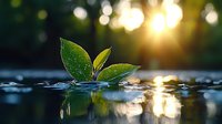Fresh green leaves with water drops floating on calm water surface at sunset, golden sunlight creating bokeh effect and reflection. Nature wellness concept.