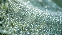 Morning dew drops on spider web creating sparkling bokeh effect with soft green background for nature and freshness concepts.