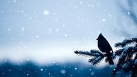 Bird silhouette perched on snow-covered evergreen branch during winter snowfall with soft blue sky background for seasonal nature designs.