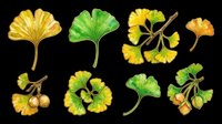 Ginkgo biloba leaves and branches set, isolated on transparent background. Green and golden foliage clipart for T-shirts, stickers, print on demand, sublimation, and botanical design.