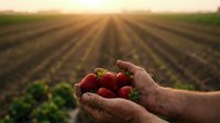 Farmer hands holding fresh ripe strawberries at sunset in agricultural field with rows of crops stretching to horizon during golden hour harvest time.