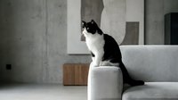 Black and white cat sitting on modern gray sofa in minimalist living room with concrete walls and contemporary furniture for home decor concepts.