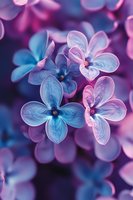 Purple and blue lilac flowers in soft focus with dreamy bokeh background creating romantic spring atmosphere for nature photography and floral designs.