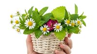 Fresh medicinal herbs and wildflowers in wicker basket held by hands on white background. Natural herbal medicine concept for wellness and aromatherapy.