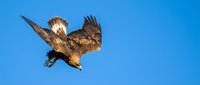 Young eagle in flight with wings spread wide against clear blue sky, captured from below during daytime hunting or soaring.