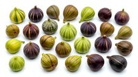 Fresh figs collection showing variety of colors and ripeness stages isolated on white background for culinary and healthy eating designs.