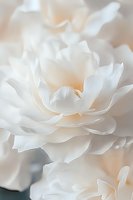 Delicate white peony petals in soft focus create dreamy romantic atmosphere. Gentle peach undertones add warmth to pure white flower macro photography.