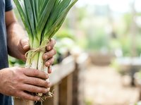 Farmer holding fresh green leeks with roots and soil in hands at garden farm, harvesting organic vegetables for cooking and agriculture use.