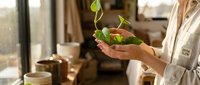 Young woman in white robe holding green plant seedling in hands at home, nurturing growth and sustainability concept for wellness lifestyle.