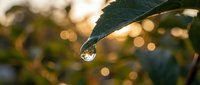 Water droplet hanging from green leaf edge with warm golden bokeh lights in soft focus background creating peaceful morning dew nature scene.